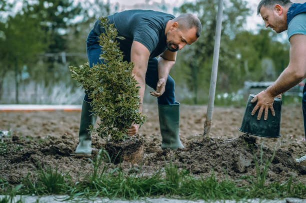 Best Stump Grinding and Removal  in Fort Hall, ID