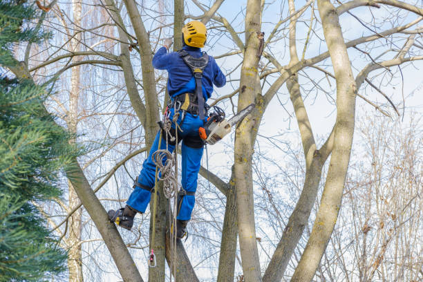 Best Seasonal Cleanup (Spring/Fall)  in Fort Hall, ID