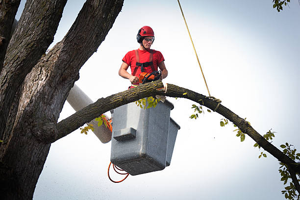 Best Firewood Processing and Delivery  in Fort Hall, ID