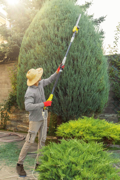 Best Lawn Renovation and Restoration  in Fort Hall, ID